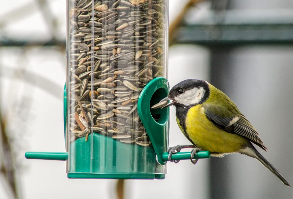 Bird Food in Darlington