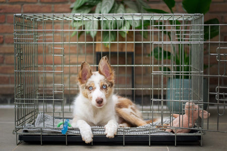 Puppy and Dog Crates in Darlington